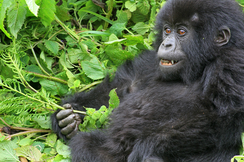 Rwanda Gorilla Safaris