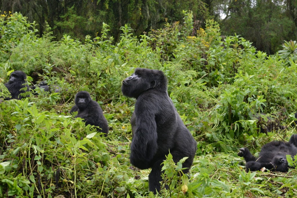 How Tall Are Gorillas