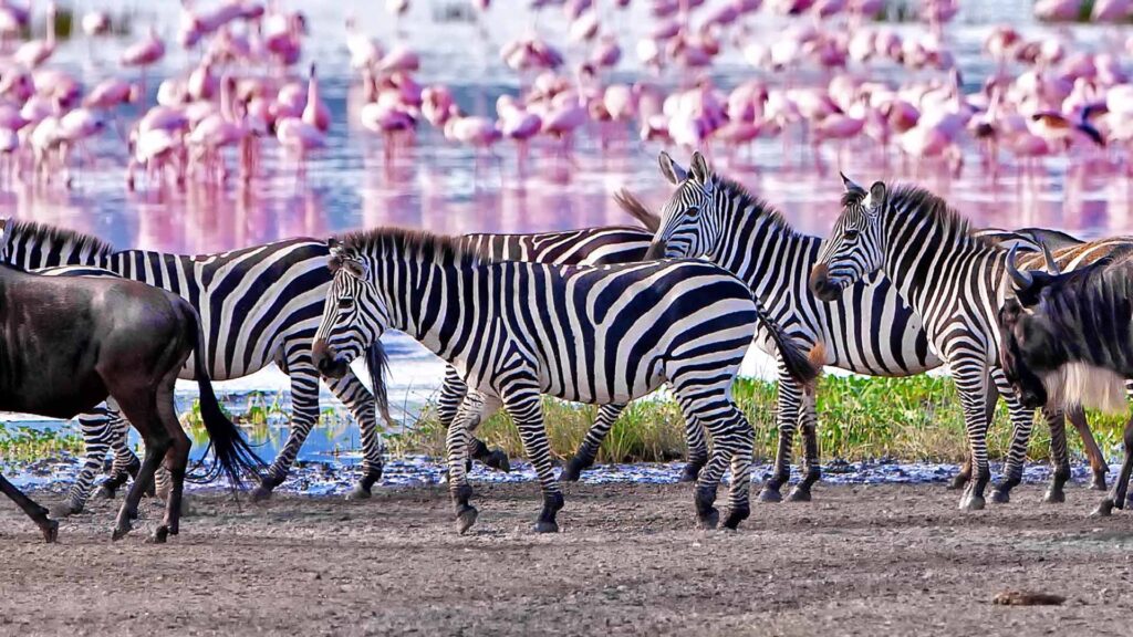 Lake Manyara National Park