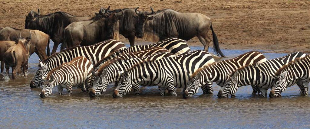 Ngorongoro Conservation Area