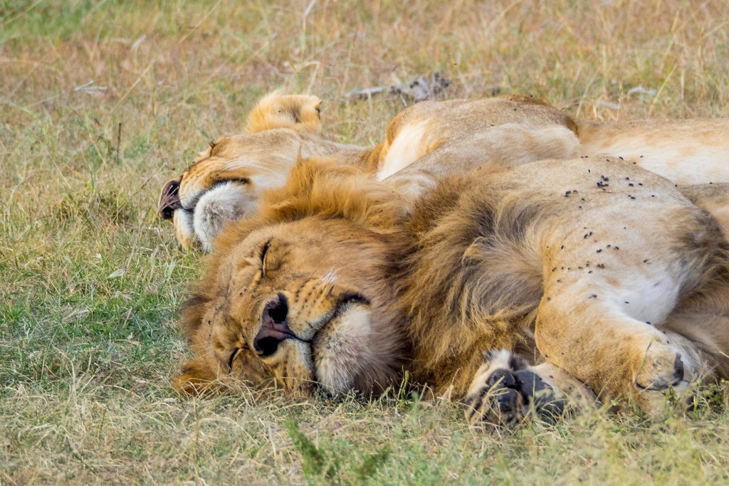 3 Day Affordable Serengeti Wildlife Safari