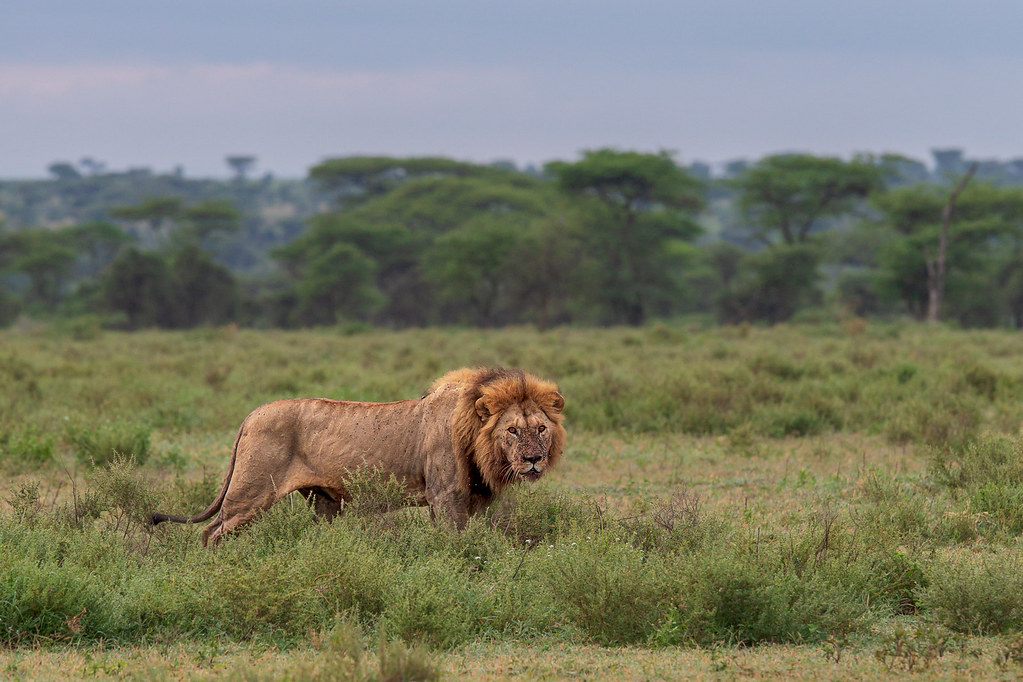 2 day Serengeti safari from Arusha