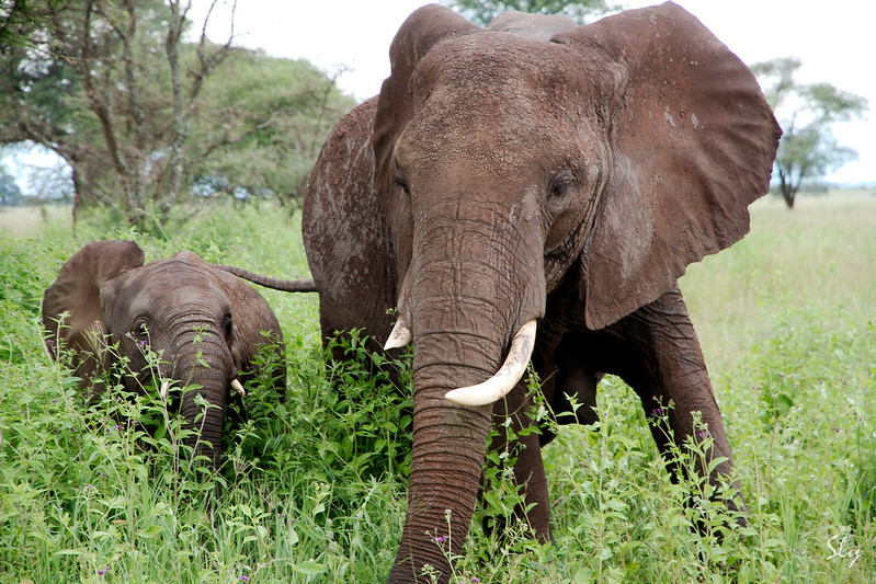 Game drives in Lake Manyara National Park