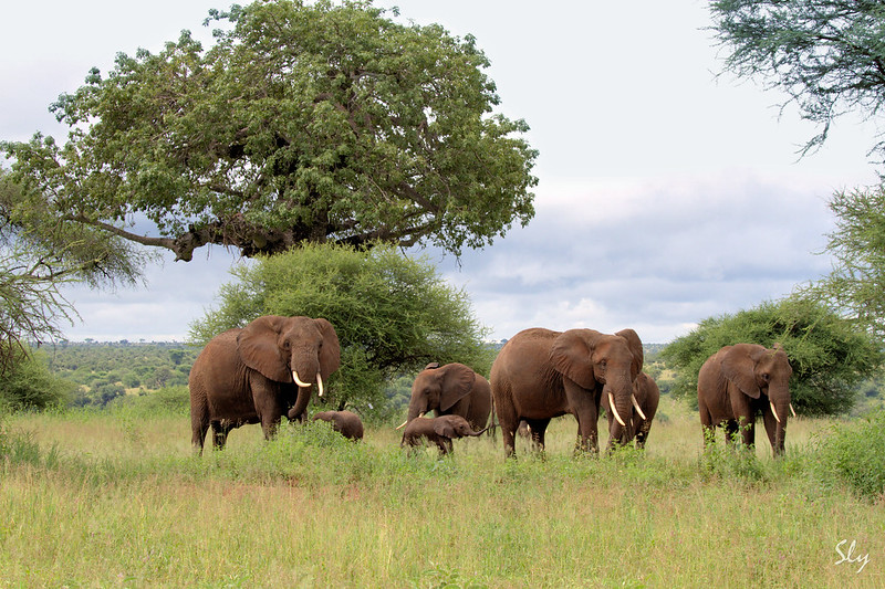 Best Time to Visit Lake Manyara National Park