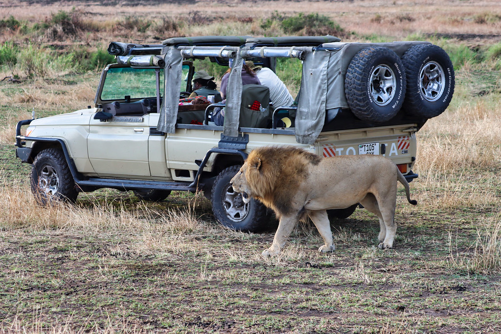 4 Days Budget Serengeti Wildlife Safari