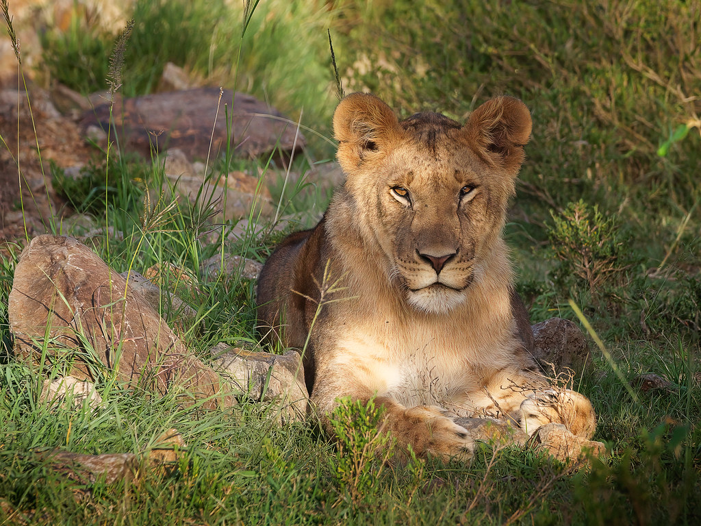 Serengeti Plains