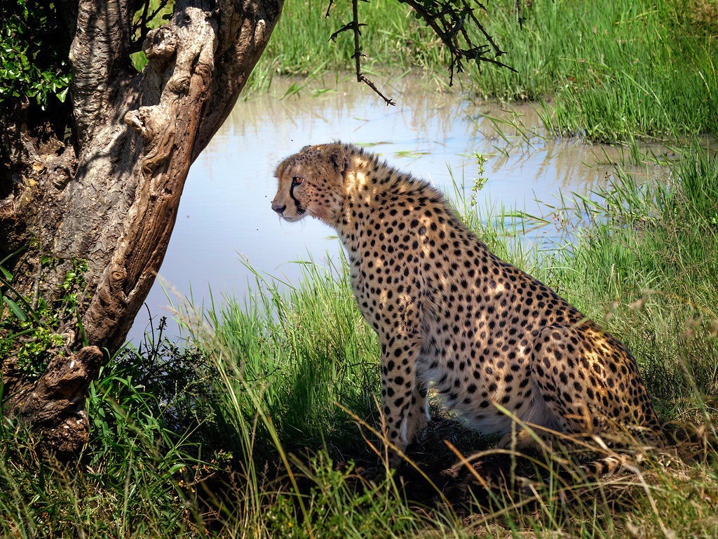 Maasai Mara National Reserve