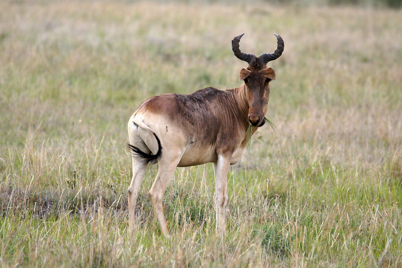 Kenya Safaris