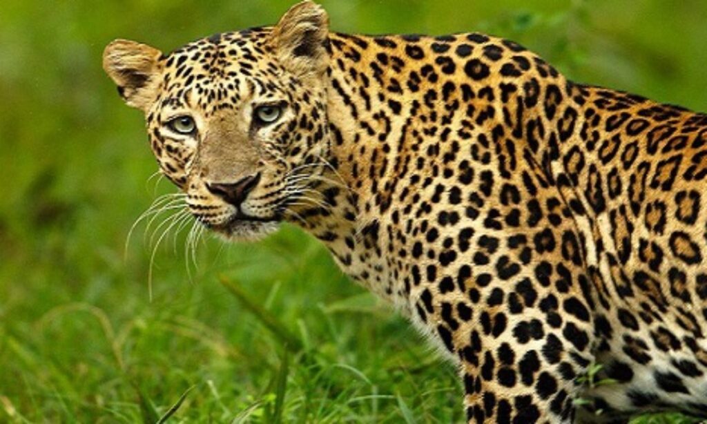 5 Facts about Leopards