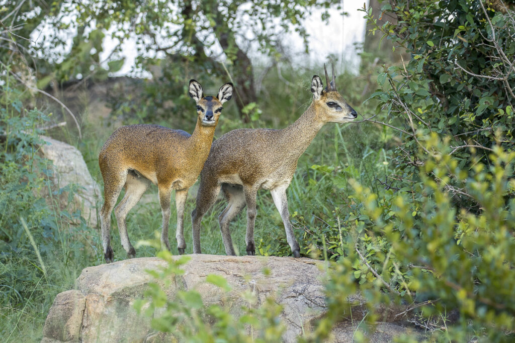 Klipspringer facts