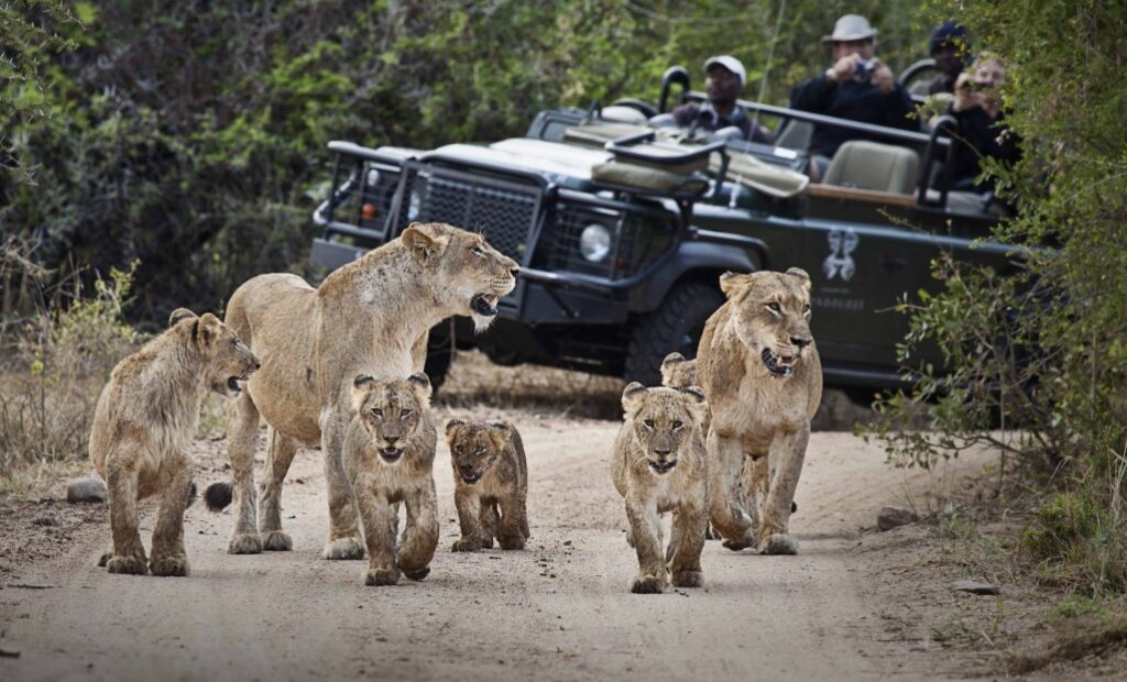 Best Game Drive in Tarangire National Park 