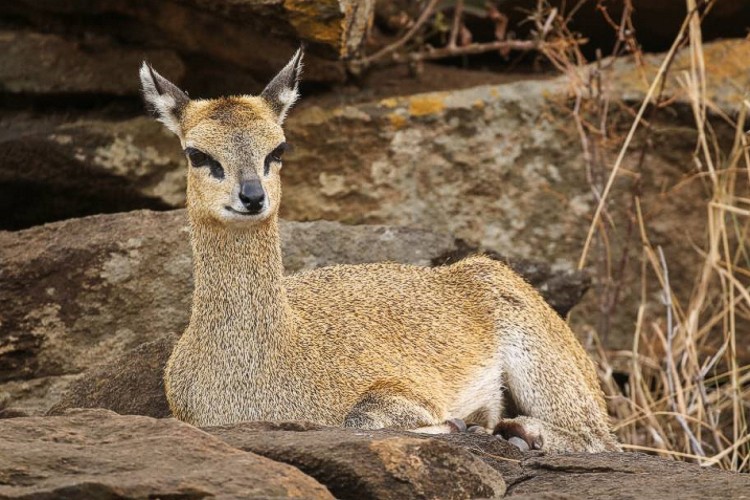 Klipspringer facts