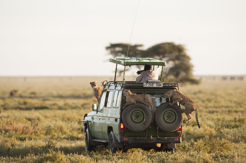 What is the best time to visit serengeti national park for wildlife