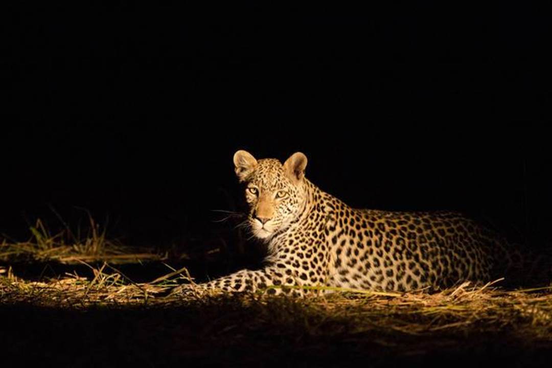 Night Game Drive in Tarangire National Park