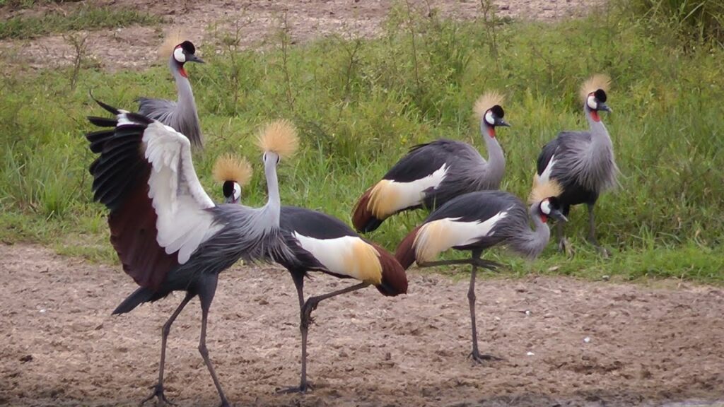 Crested Crane