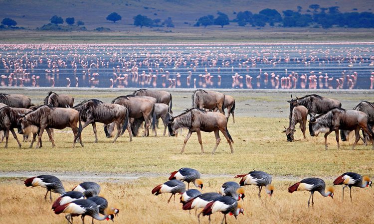 Game Drive in Ngorongoro Crater