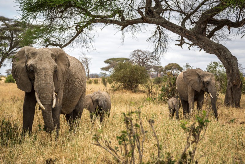 Tarangire National Park Entry Fees