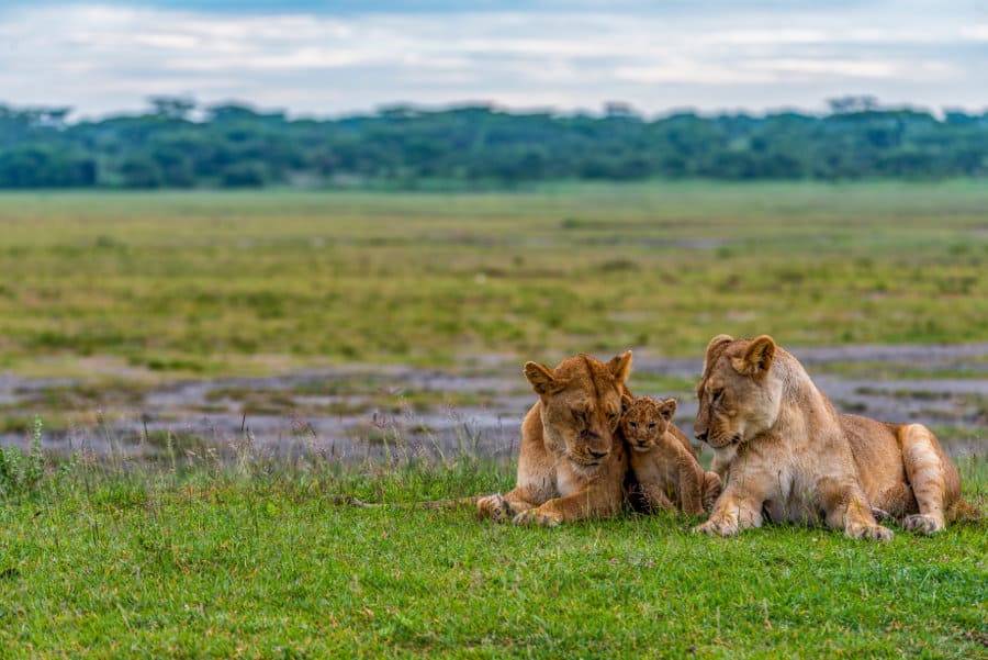 When is the best time to visit Serengeti National Park Month By Month