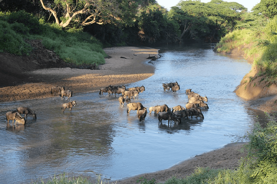 Grumeti River